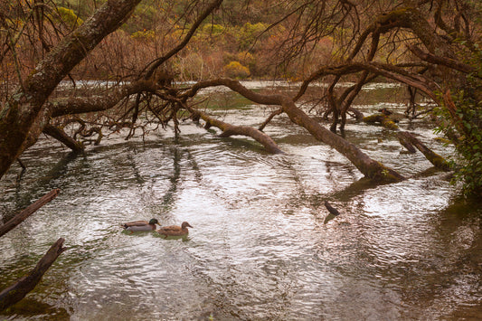 Ducks on the River