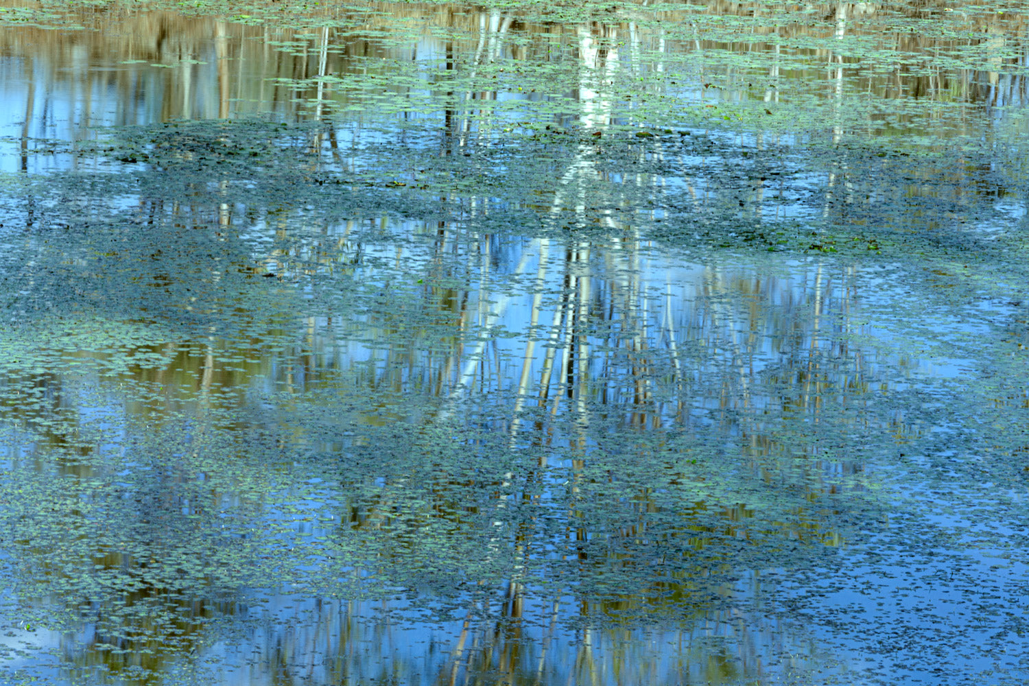Ghost gums reflected in water