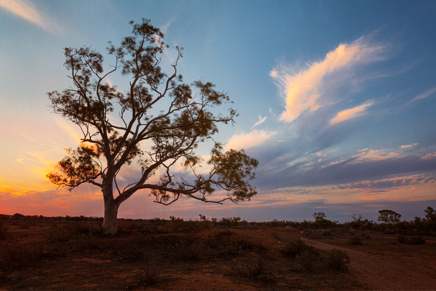 Gum tree at sunset Flinders Ranges