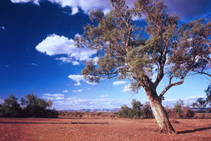 Gum tree in the Flinders Ranges
