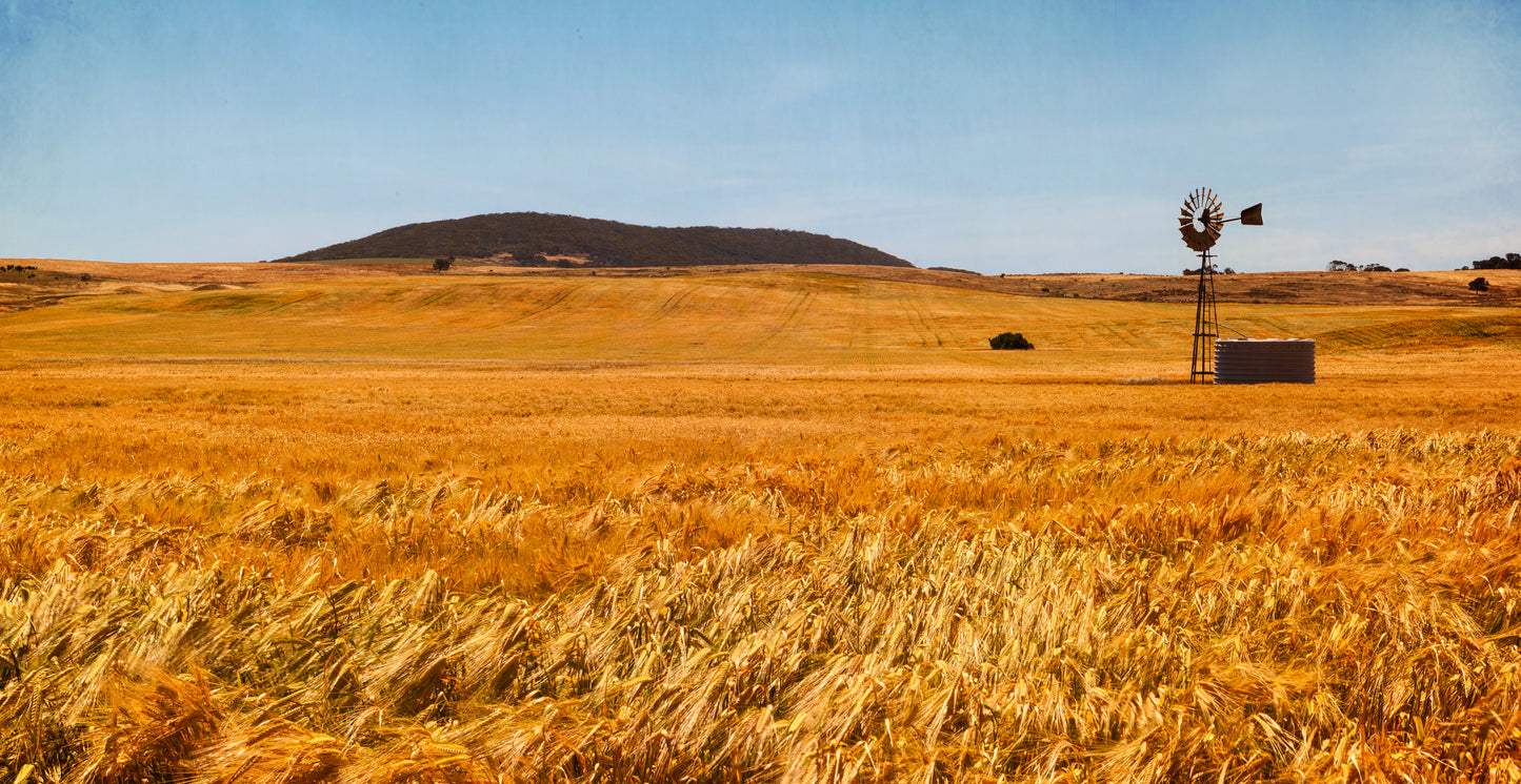 windmill in the middle of a wheat field