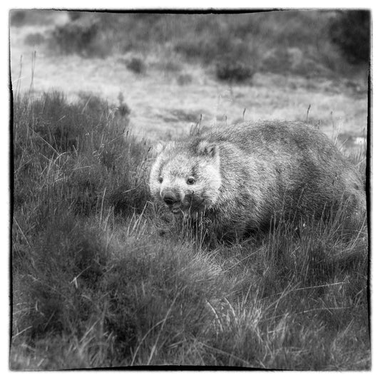 Wombat